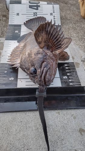 オウゴンムラソイの釣果