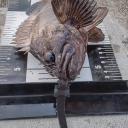 オウゴンムラソイ