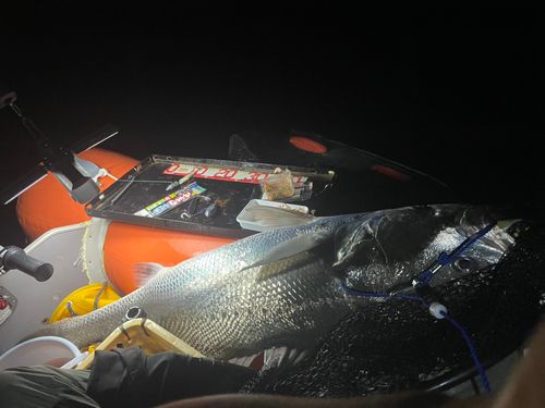 オオニベの釣果