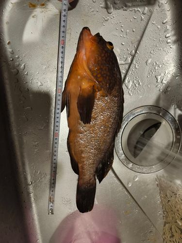 アコウの釣果