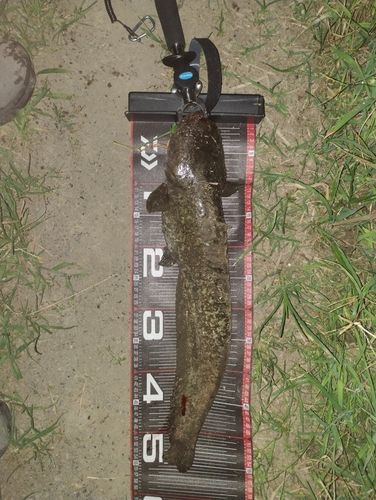 ニホンナマズの釣果