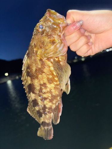 アラカブの釣果