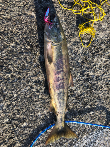 シロザケの釣果