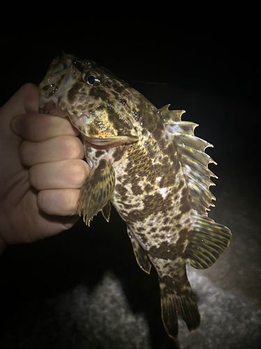 タケノコメバルの釣果