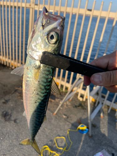 サバの釣果