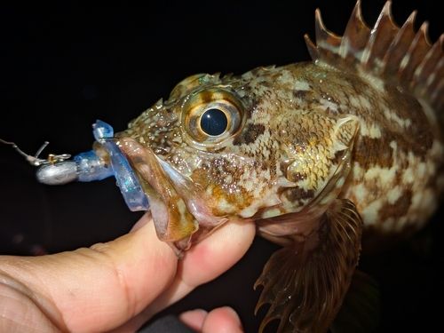 アラカブの釣果