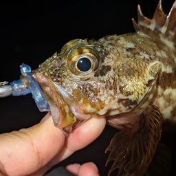 アラカブ