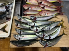 ゴマサバの釣果