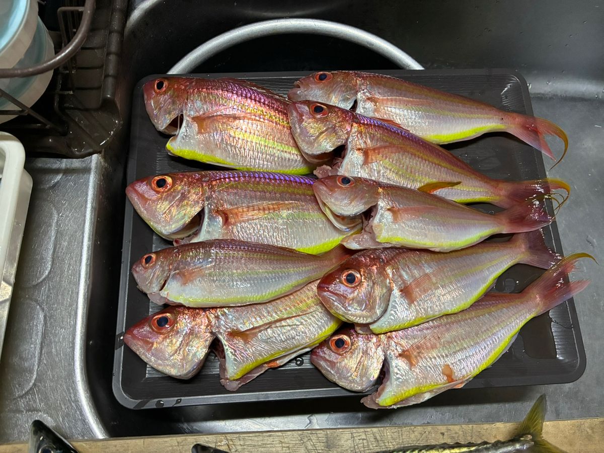 さきさきさんの釣果 2枚目の画像