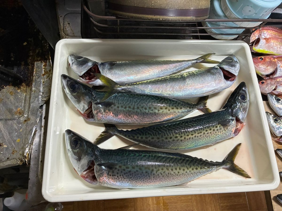 さきさきさんの釣果 3枚目の画像