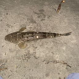 マゴチ