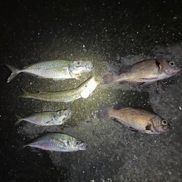 アジ