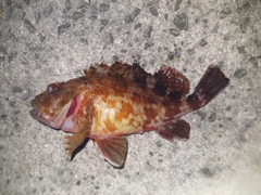 カサゴの釣果