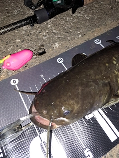 ナマズの釣果
