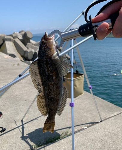 アイナメの釣果