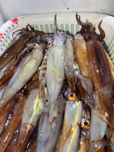 スルメイカの釣果