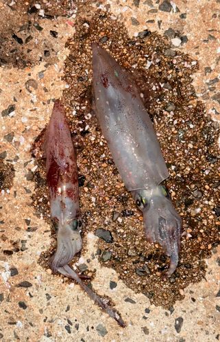 ケンサキイカの釣果