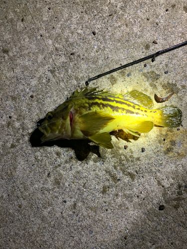 ソイの釣果