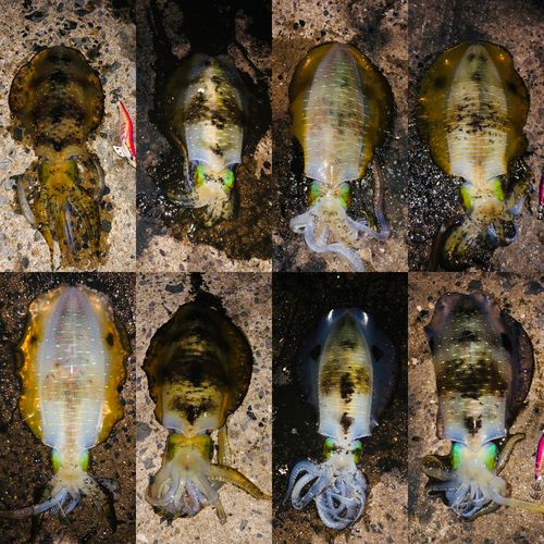 アオリイカの釣果