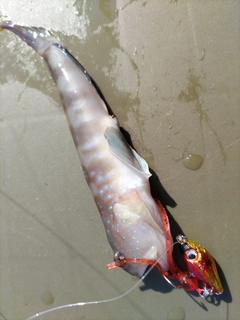 イトヒキハゼの釣果