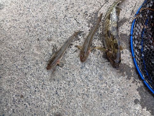 アイナメの釣果