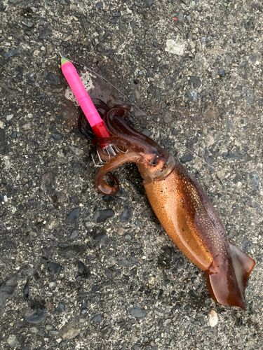 スルメイカの釣果