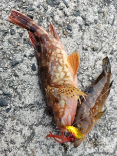 アコウの釣果