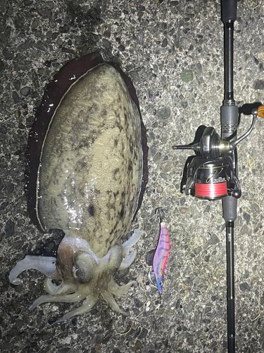 コウイカの釣果