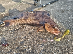 アイナメの釣果