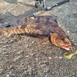 アイナメ