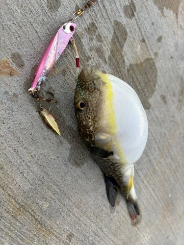 フグの釣果
