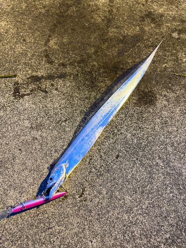 タチウオの釣果