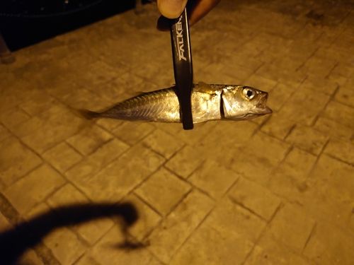 サバの釣果