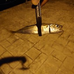 サバ
