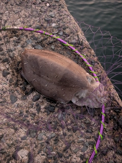 モンゴウイカの釣果