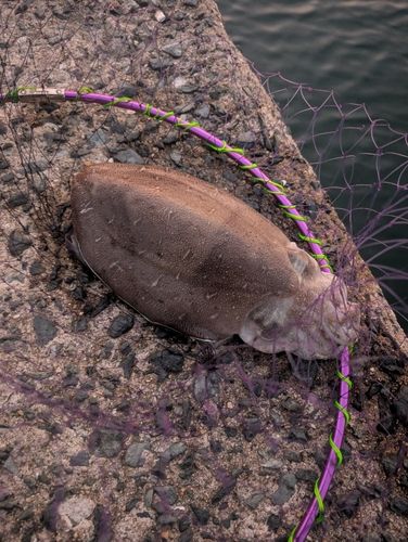 モンゴウイカの釣果