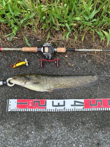 ナマズの釣果