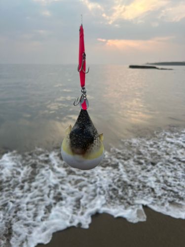 クサフグの釣果
