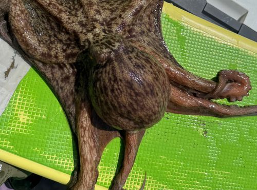 マダコの釣果