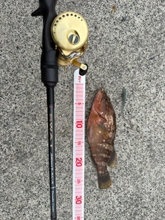 アコウの釣果