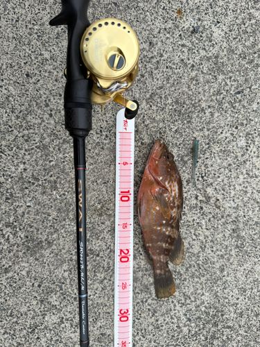 アコウの釣果