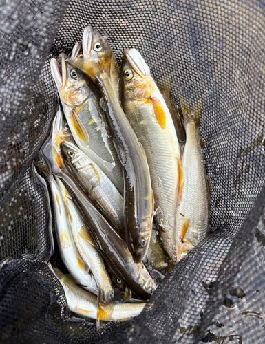 アユの釣果