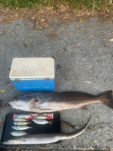 オオニベの釣果
