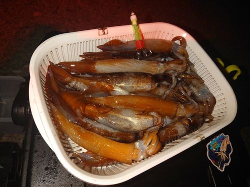 イカの釣果