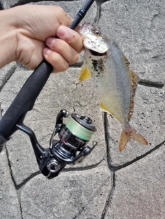 カンパチの釣果