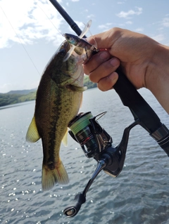 カンパチの釣果