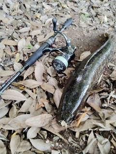 カムルチーの釣果