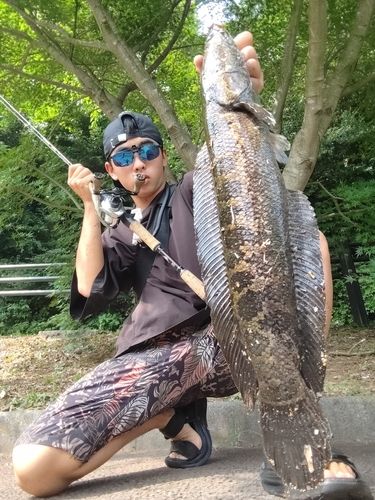 カムルチーの釣果