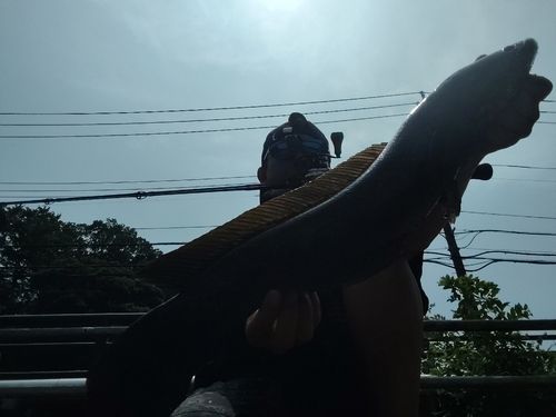 カムルチーの釣果