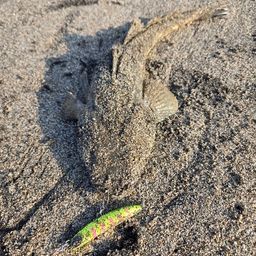 マゴチ